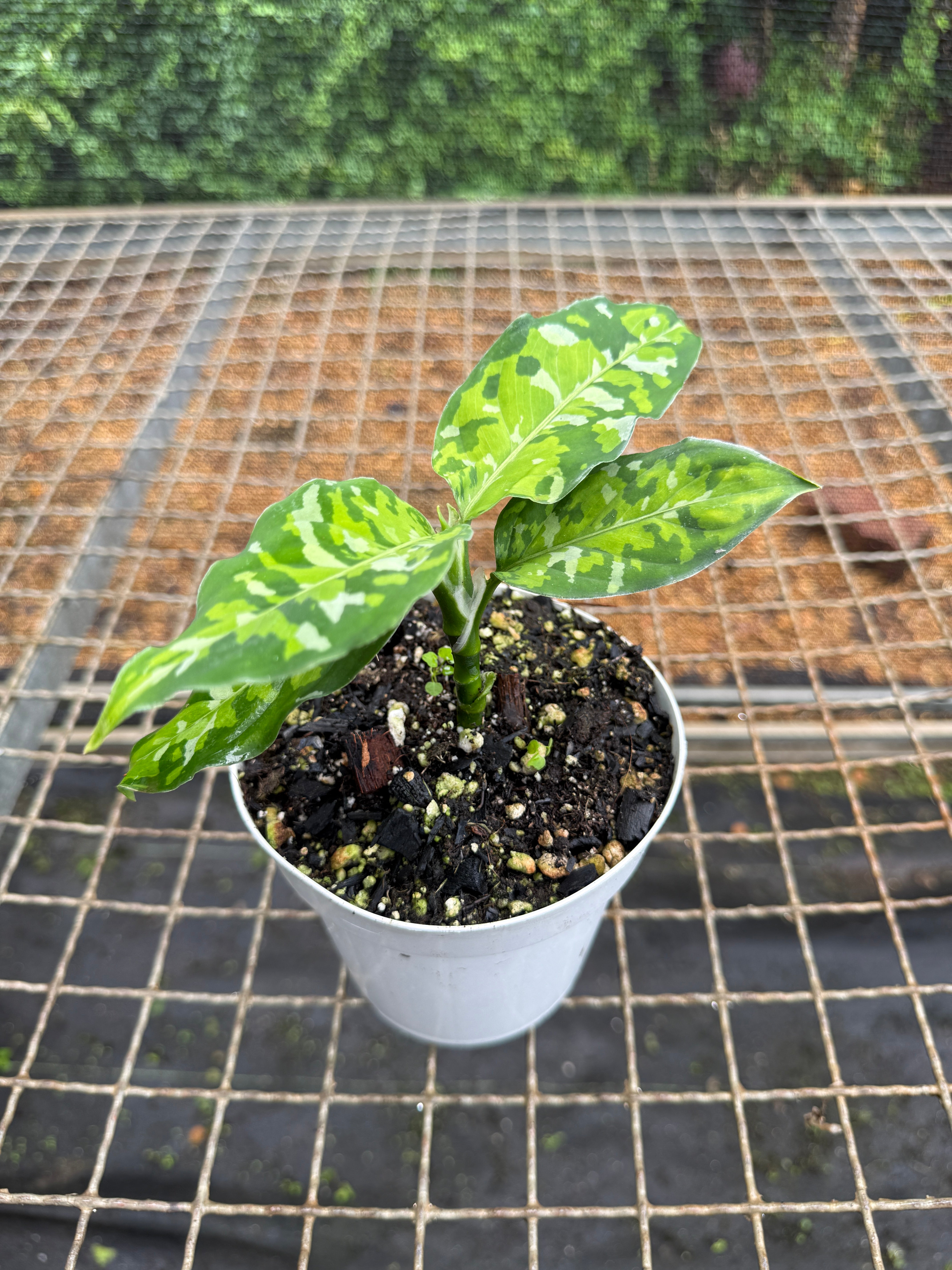 【Weed】Aglaonema pictum Aglaonema pictum 'tricolor' – Entre Raízes Botânica