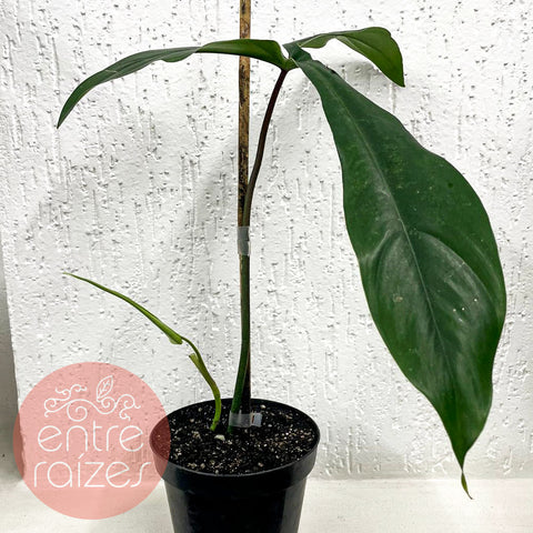 Philodendron sp. '69686'