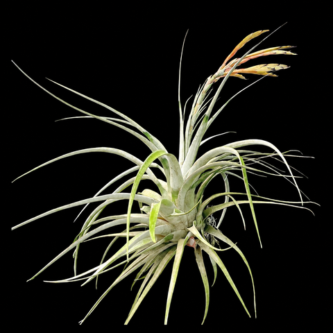 tillandsia xerografica tomaselli