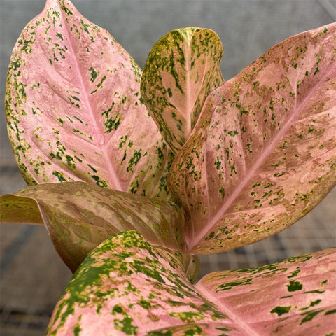 Aglaonema 'Orange gold star'
