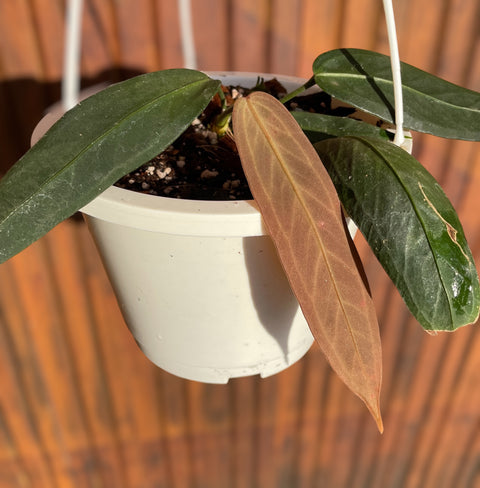 Anthurium Wendlingeri