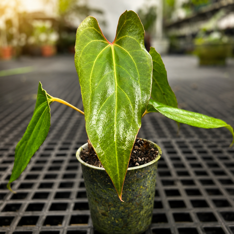 Anthurium 'Dark Rubri' (papillilaminum x rubrinervium)