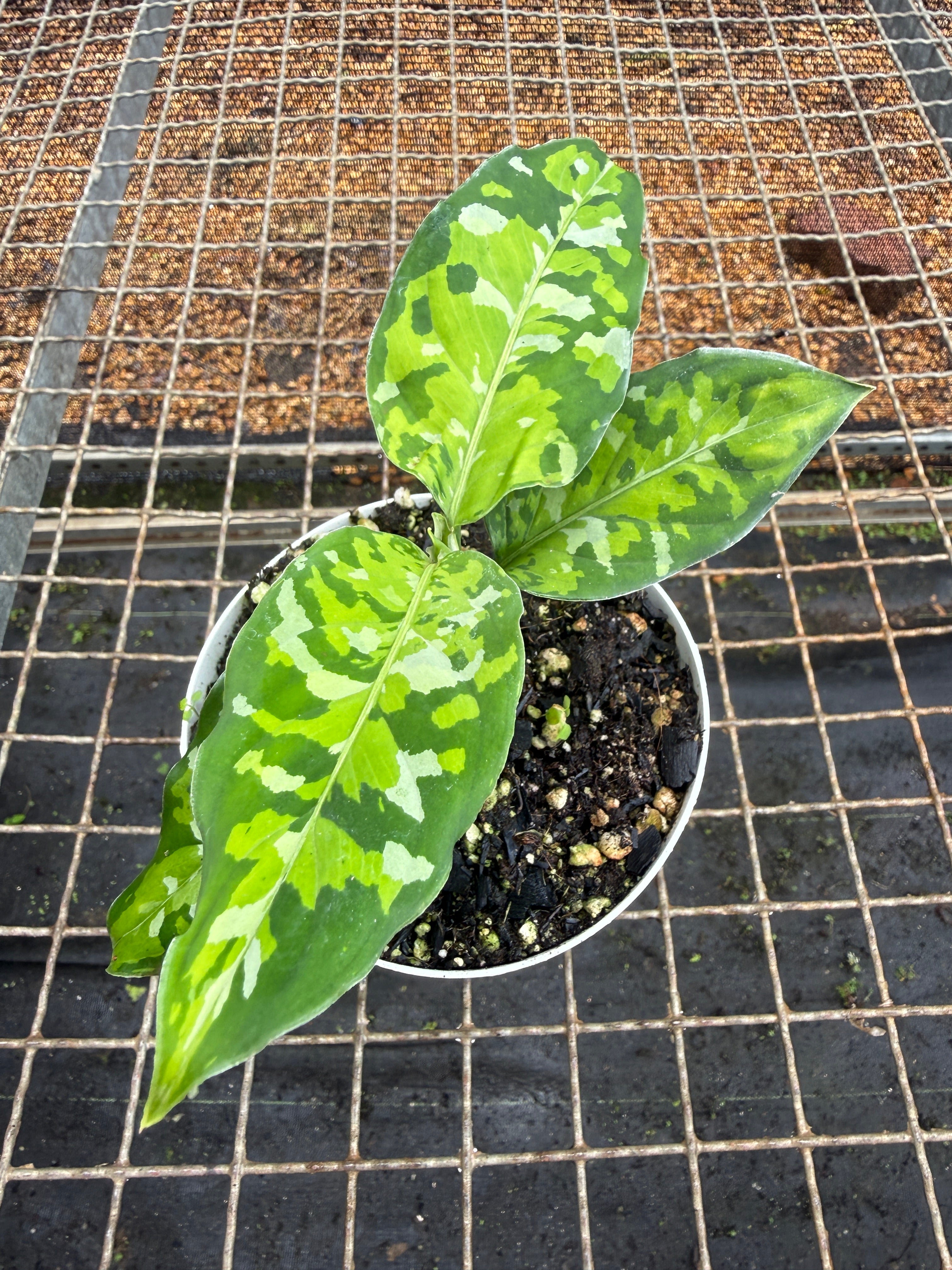 Aglaonema pictum 'tricolor' – Entre Raízes Botânica