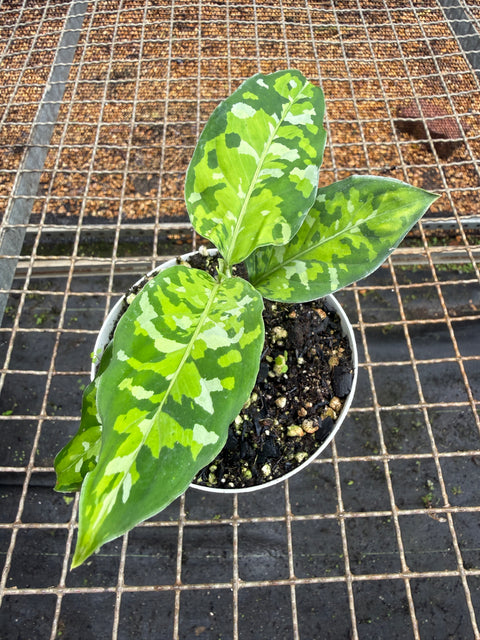 Aglaonema pictum 'tricolor'
