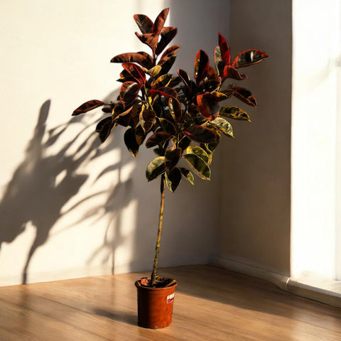 Ficus elástica ruby - mini árvore