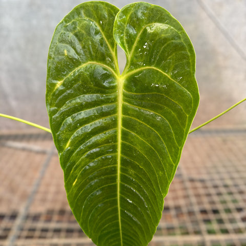 Anthurium Veitchii x Nymphaeifolium