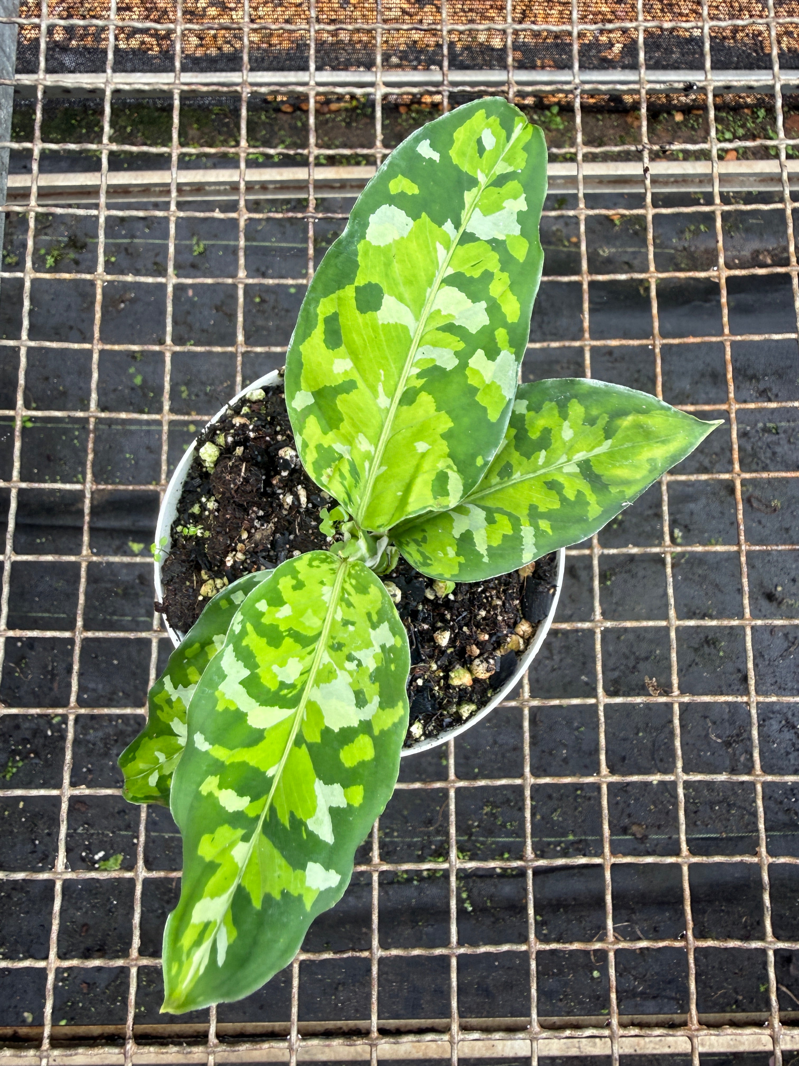Aglaonema pictum 'tricolor' – Entre Raízes Botânica