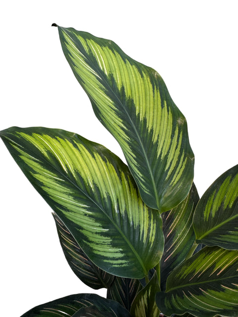 Calathea majestica 'Princeps'