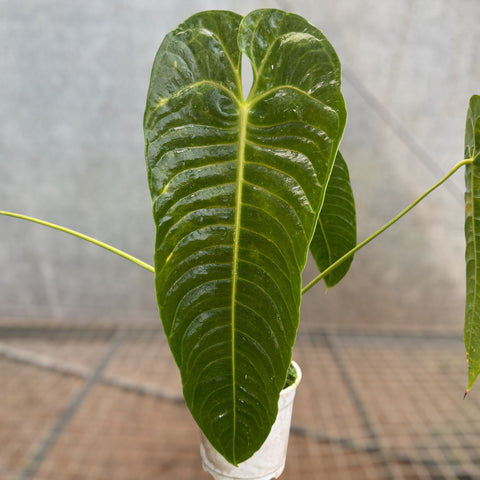 Anthurium Veitchii x Nymphaeifolium