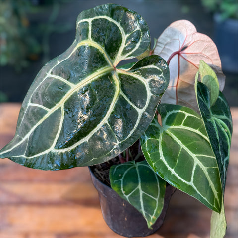Anthurium Botanic - variação 08