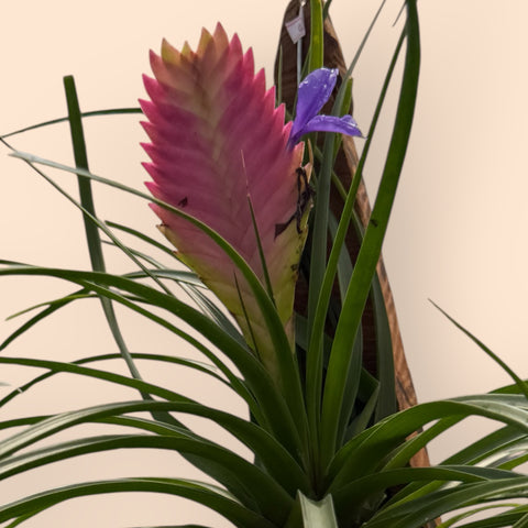 Tillandsia Cyanea (no tronco suspenso)