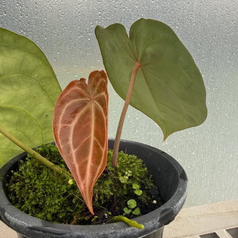 Anthurium  forgetii x Crystallinum silver