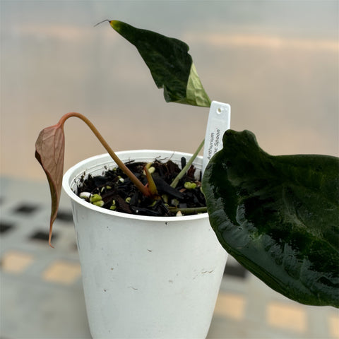 Anthurium 'Electric spoon'