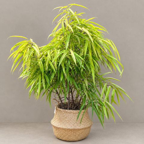 Ficus Alii Variegata + Cesto em seagrass