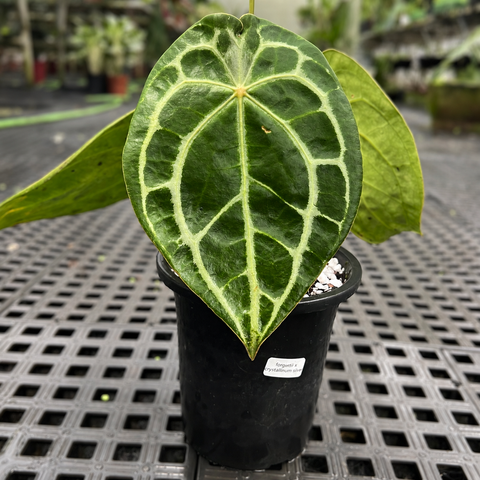 Anthurium  forgetii x Crystallinum silver