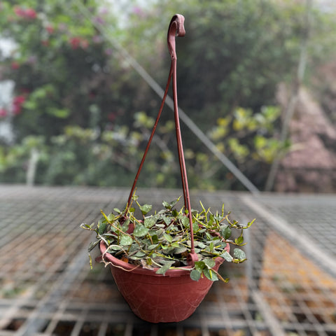 Hoya Curtisii