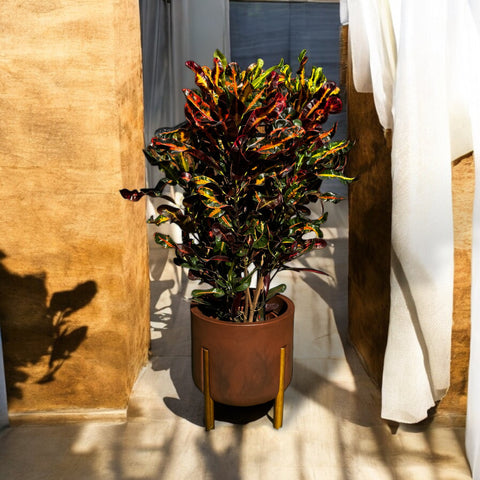 Croton Gingha + vaso decore aço corten