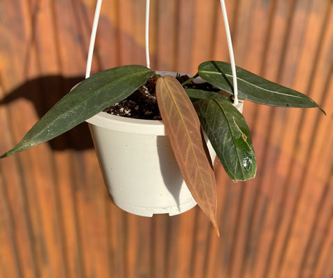 Anthurium Wendlingeri