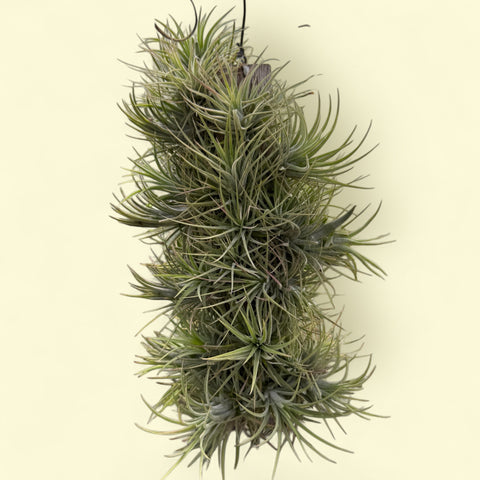 Tillandsia Ionantha pink (na placa)