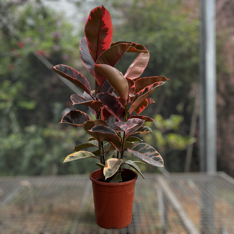 Ficus elástica ruby