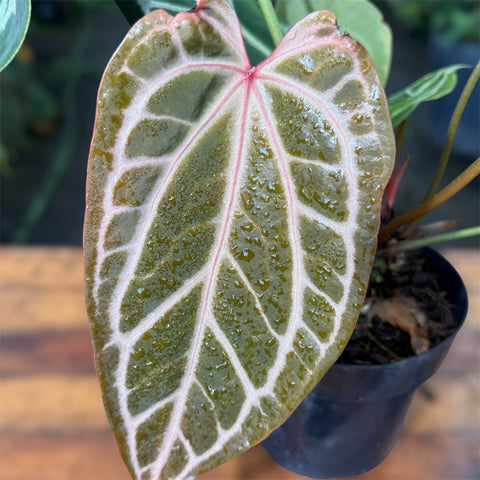 Anthurium Botanic - variação 09