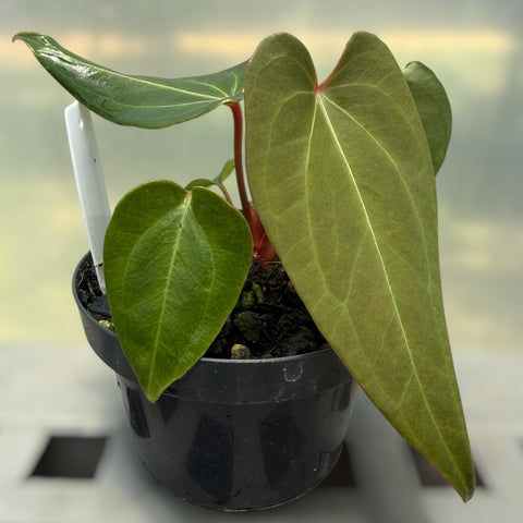 Anthurium regale x rubrinervium