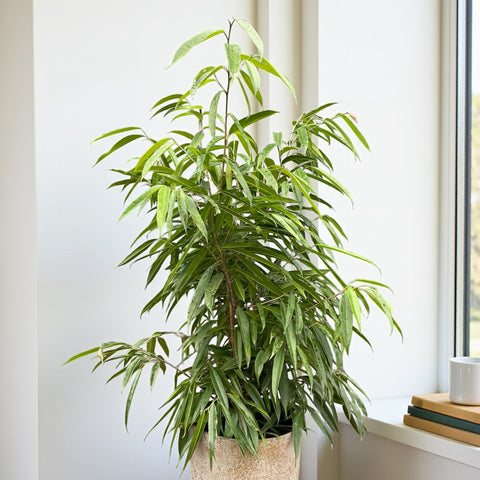 Ficus Alii + Vaso Concreto Dourado