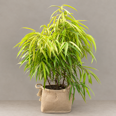 Ficus Alii Variegata +Cesto Ludo Zand