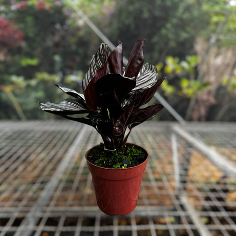 Calathea ornata