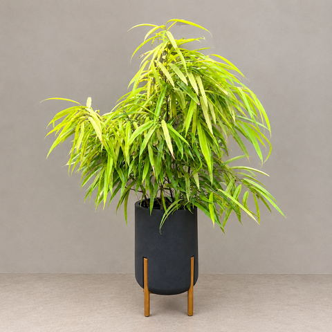 Ficus Alii Variegata + Vaso Decore Preto