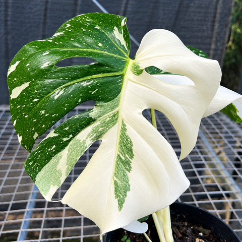 Monstera  'Thai constellation' PREMIUM