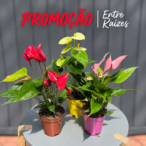 Kit anthurium