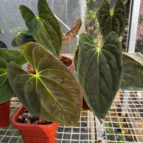 Anthurium Papillilaminum 'Guna Yala'