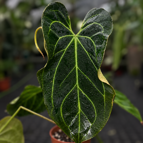 Anthurium (Darkmama x Papililaminum) x Besseae - variação 02