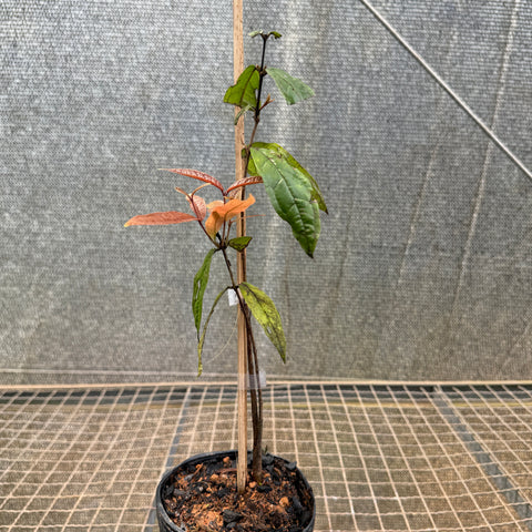 Araçá-piranga (Eugenia leitonii) – muda