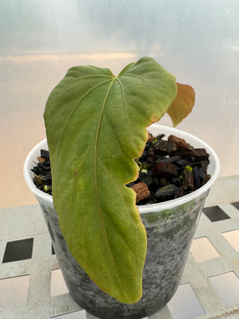 Anthurium sp. panamá