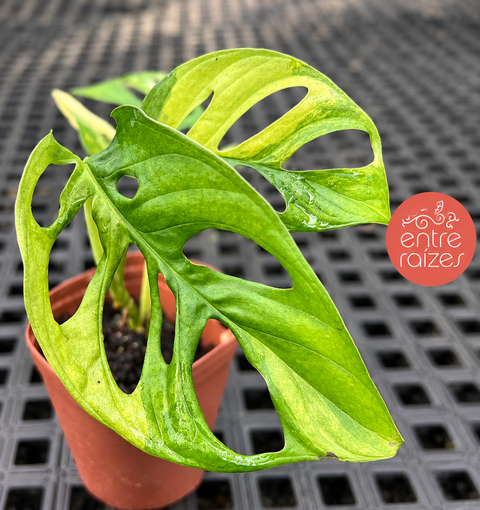 Monstera adansonii Áurea Variegata
