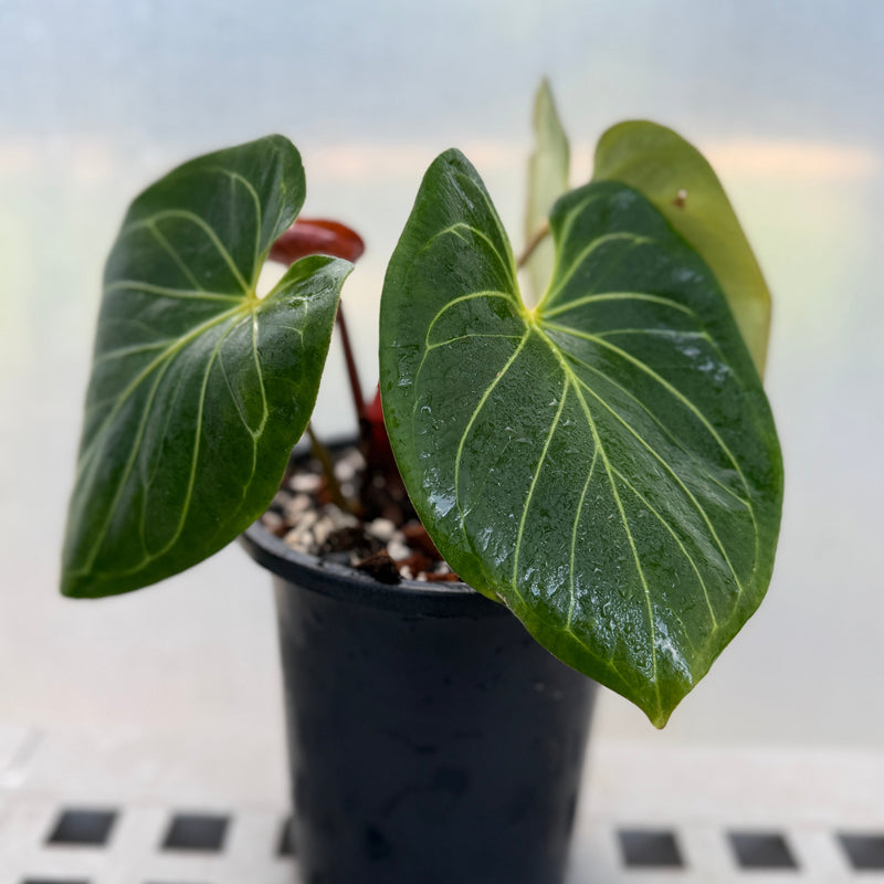 Anthurium 'King of Spades' HU | Entre Raízes Botânica - Detalhe 3