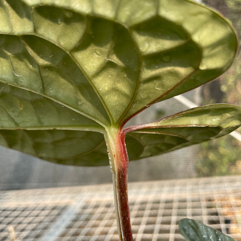 Anthurium Luxurians