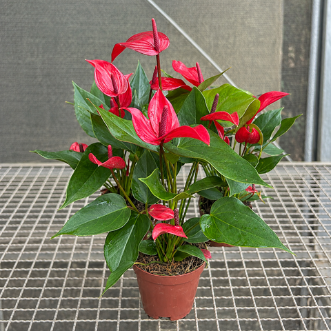 Anthurium Banderola Lava