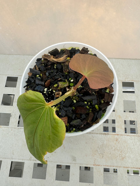 Anthurium sp. panamá