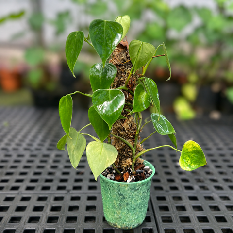 Philodendron deltoideum Poepp. 'delta'