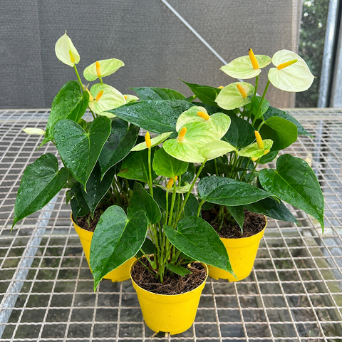 Anthurium Vanilla