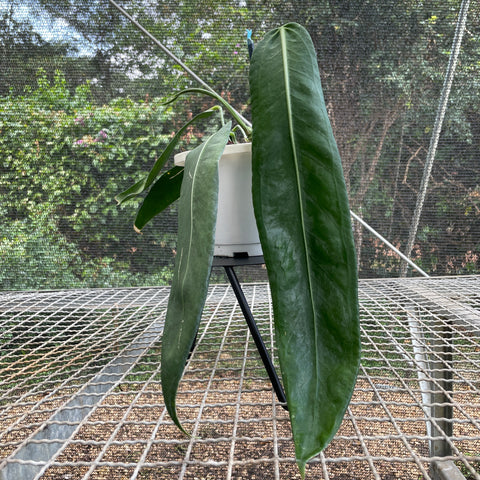 Anthurium pallidiflorum