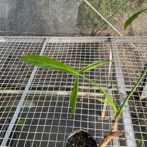 Philodendron micranthum