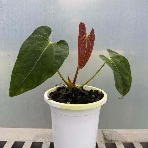 Anthurium papillilaminum 'self'