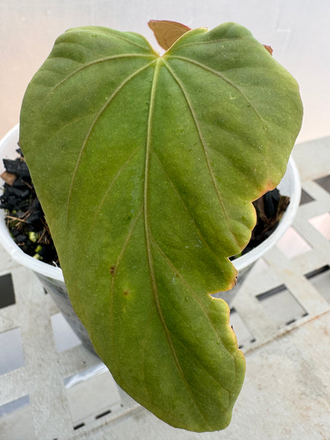 Anthurium sp. panamá