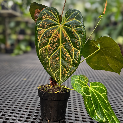 Anthurium Botanic - variação 03