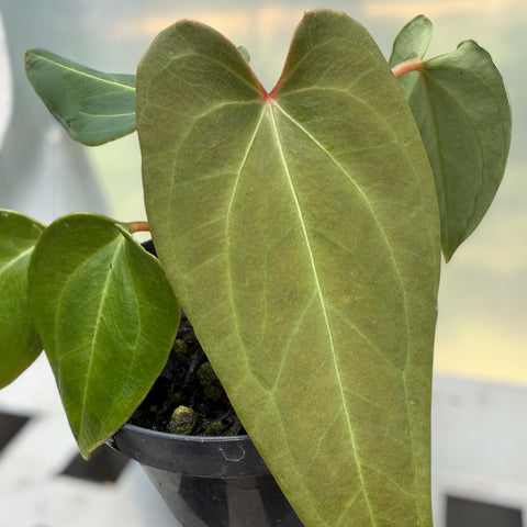 Anthurium regale x rubrinervium