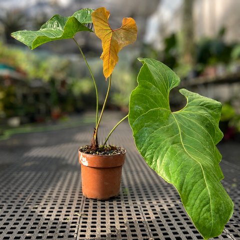 Anthurium cupulispathum